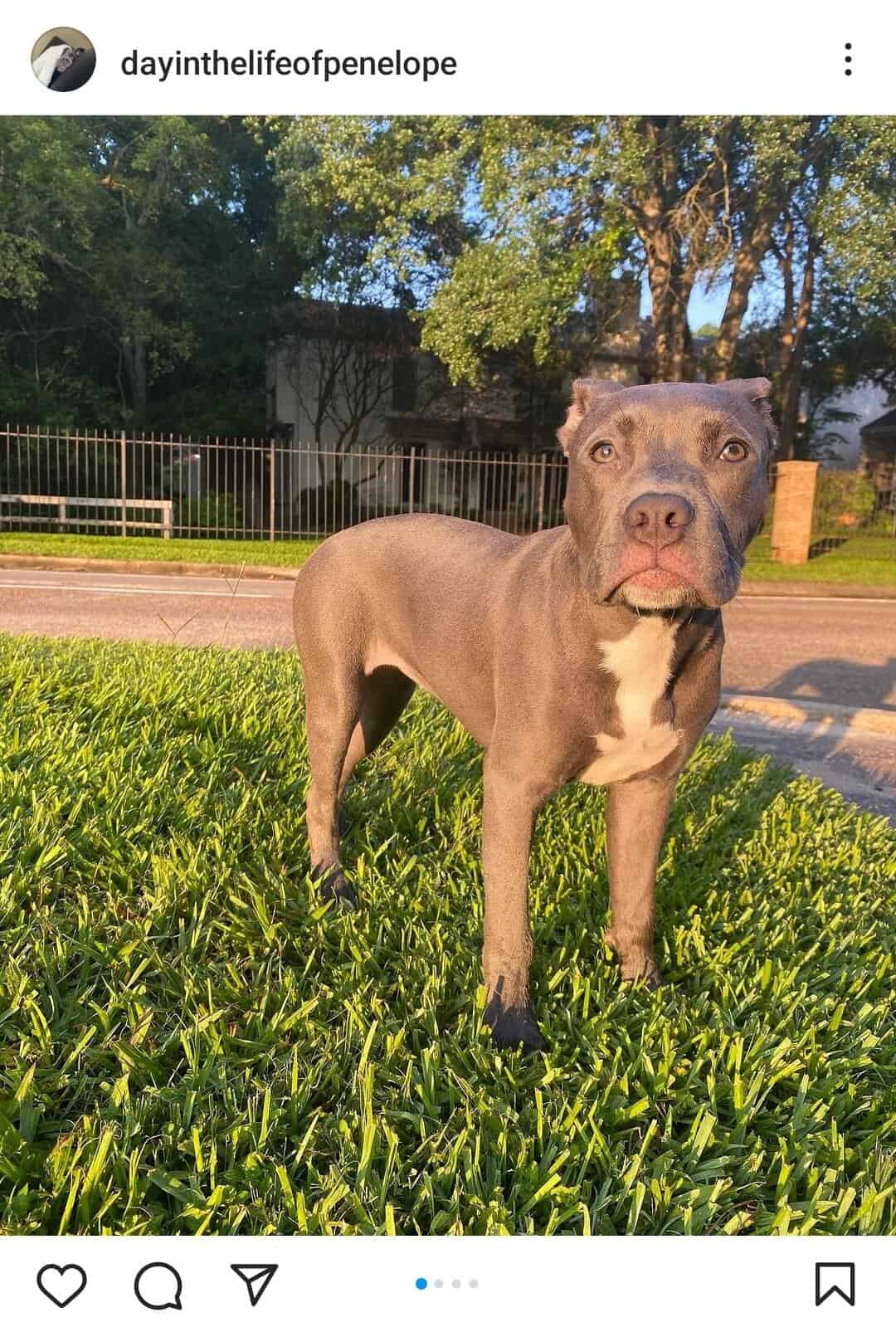 American pitbull razor outlet edge