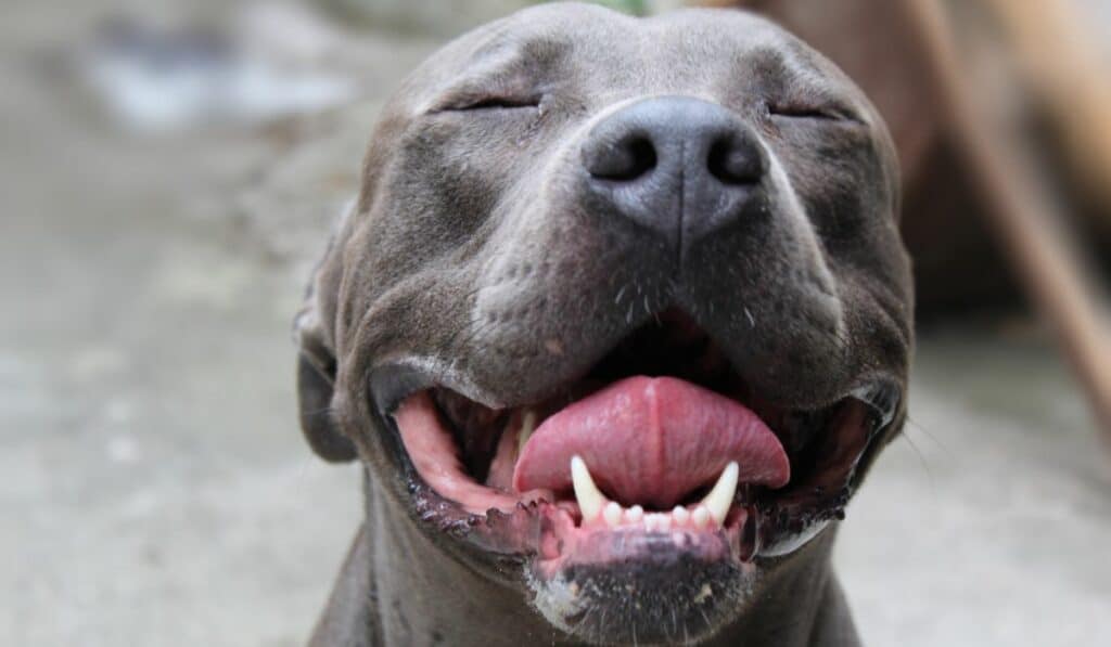 Can Pitbulls Be Service Dogs? - A Simple Answer