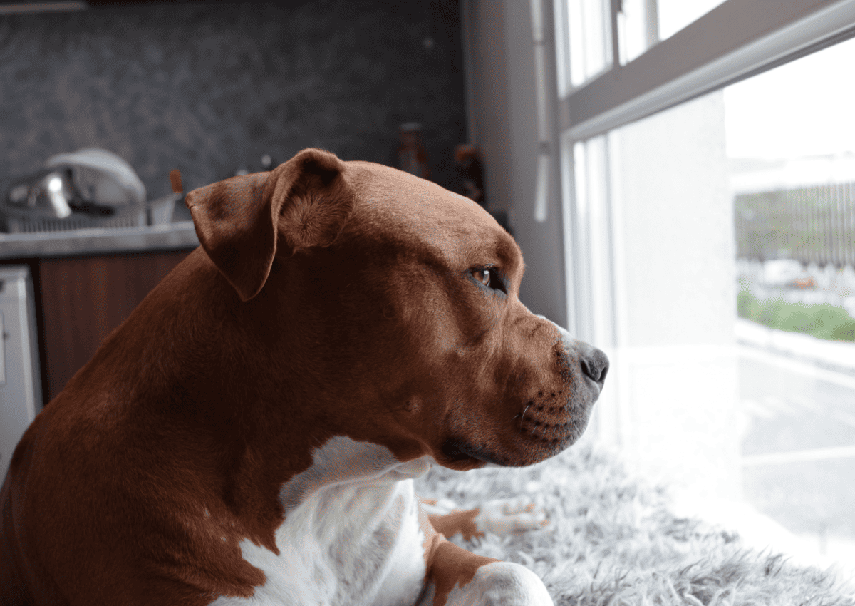 How Long Can Pitbulls Be Left Alone