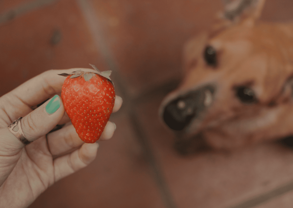 How Many Strawberries Can Dogs Eat