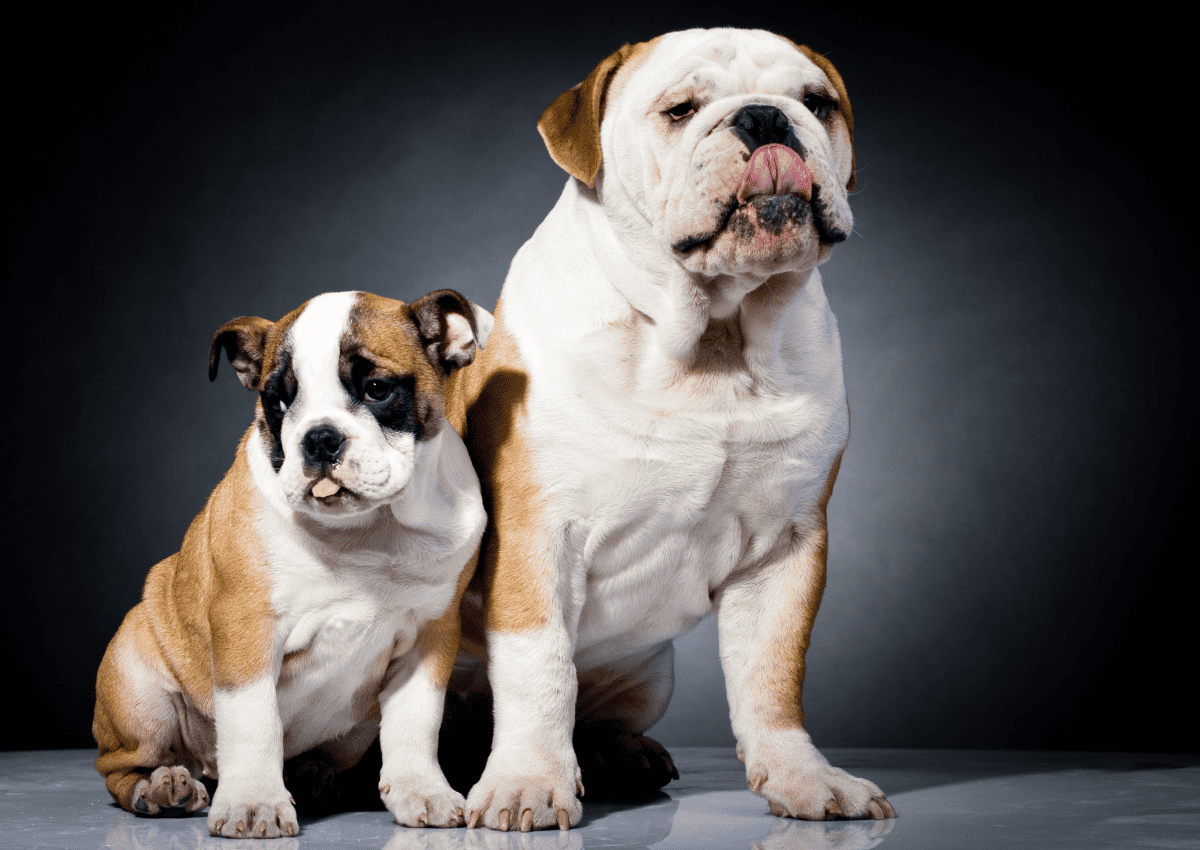 Old English Bulldog And The Old English Terrier