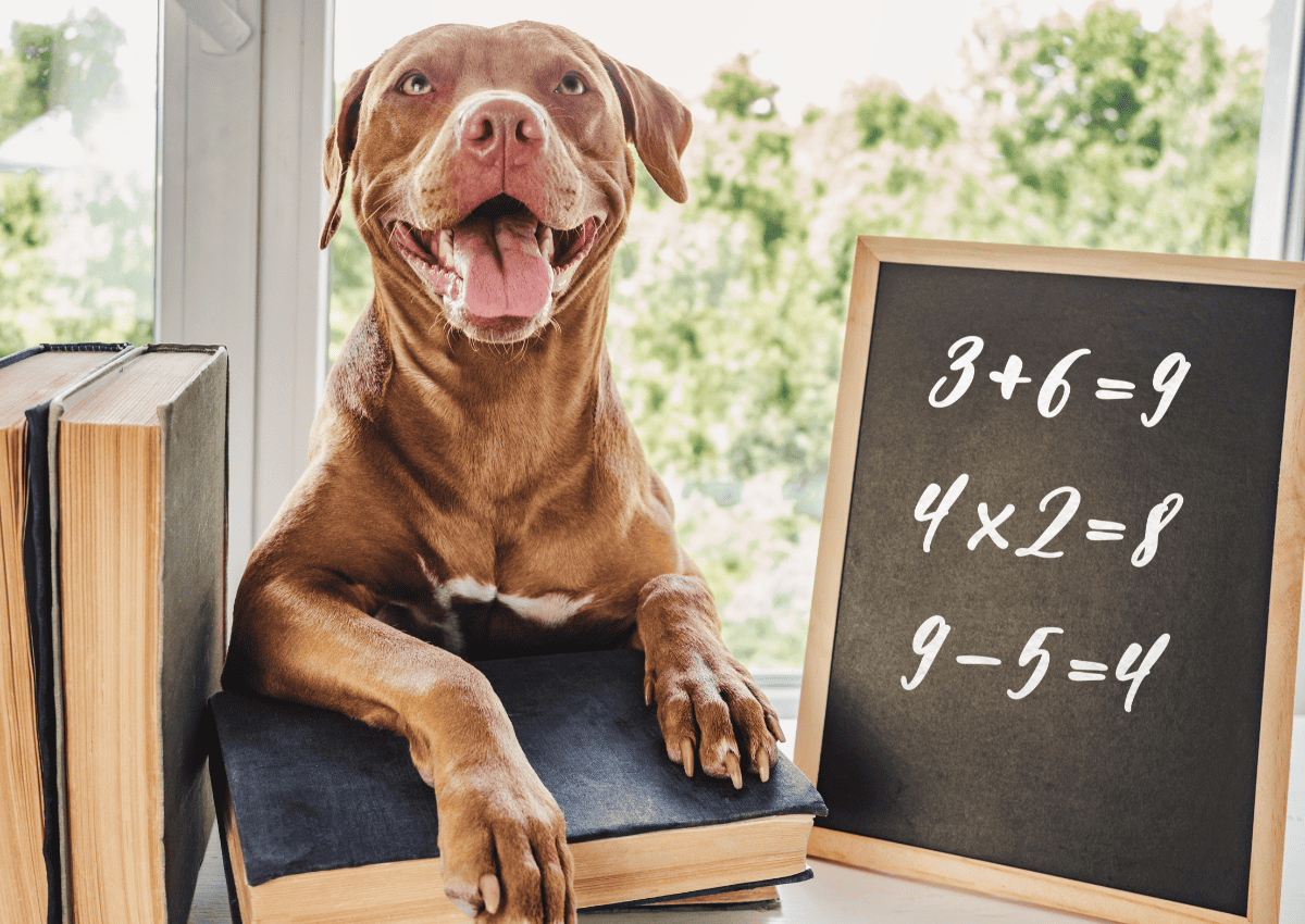 Understanding Dog Intelligence