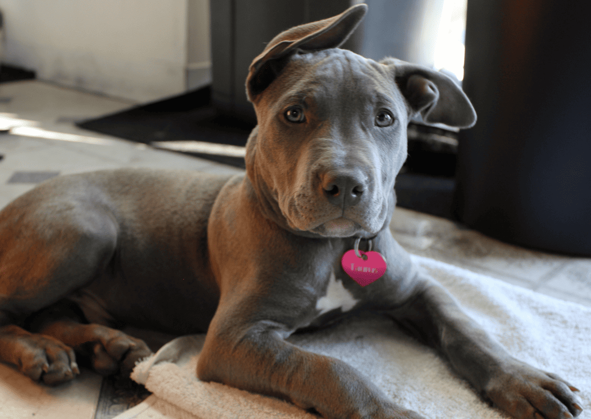 can Pitbulls be left alone at home