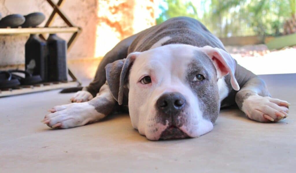 Can Pitbulls Live Outside the House?