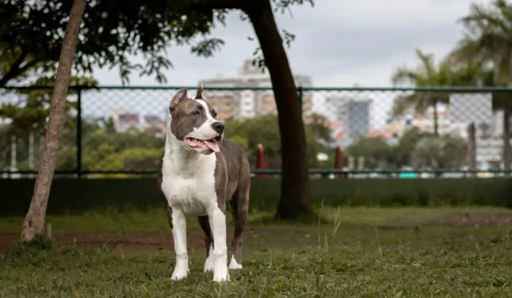Can Pitbulls Live Outside the House?