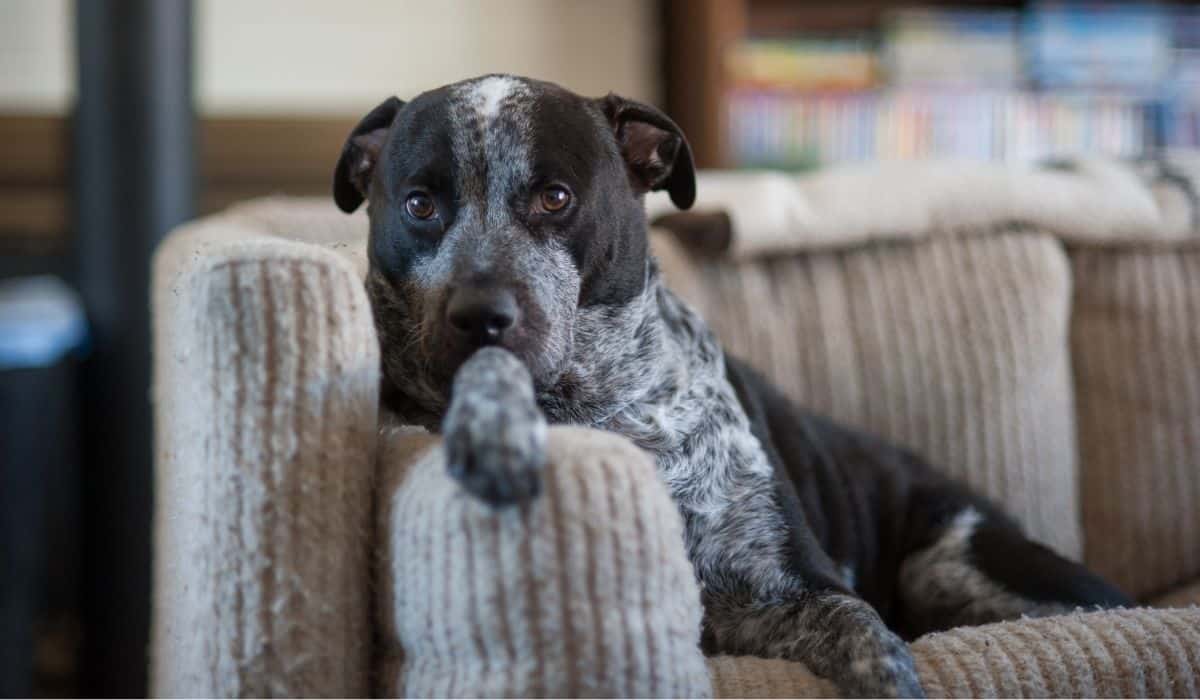 Pitbulls In Apartments