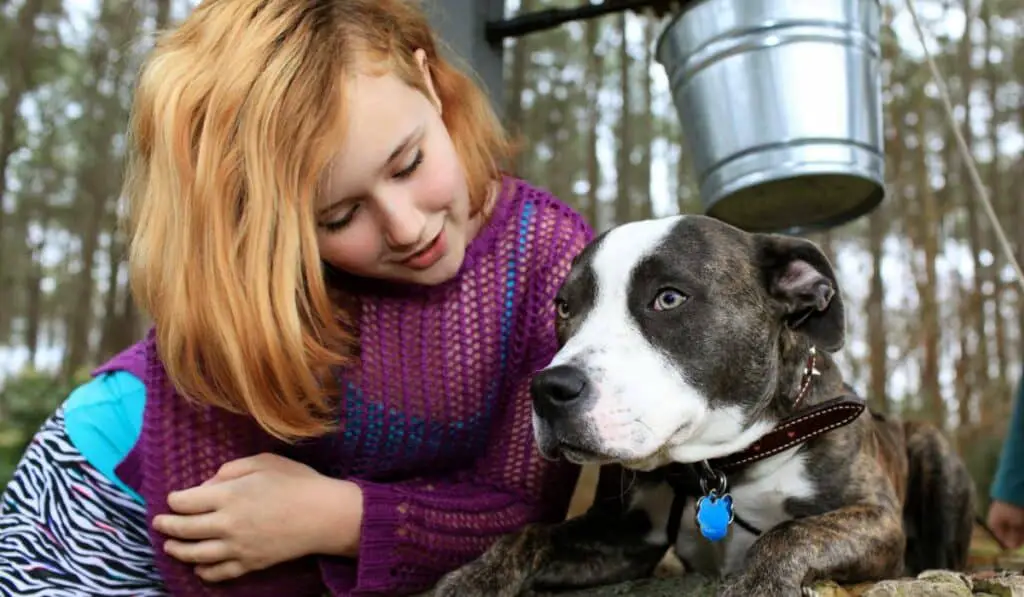 How Can You Tell If A Pitbull Trusts You?