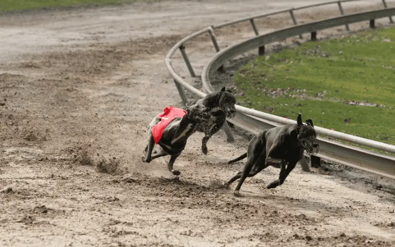 Greyhound Dog fastest dog breed