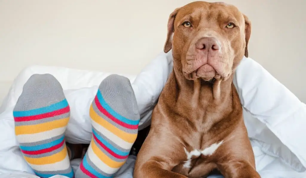 What Do Pitbulls Like To Do: Top Activities for Your Energetic Pup