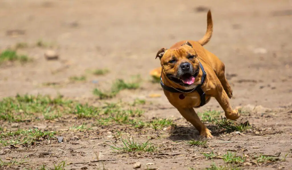 What Do Pitbulls Like To Do: Top Activities for Your Energetic Pup