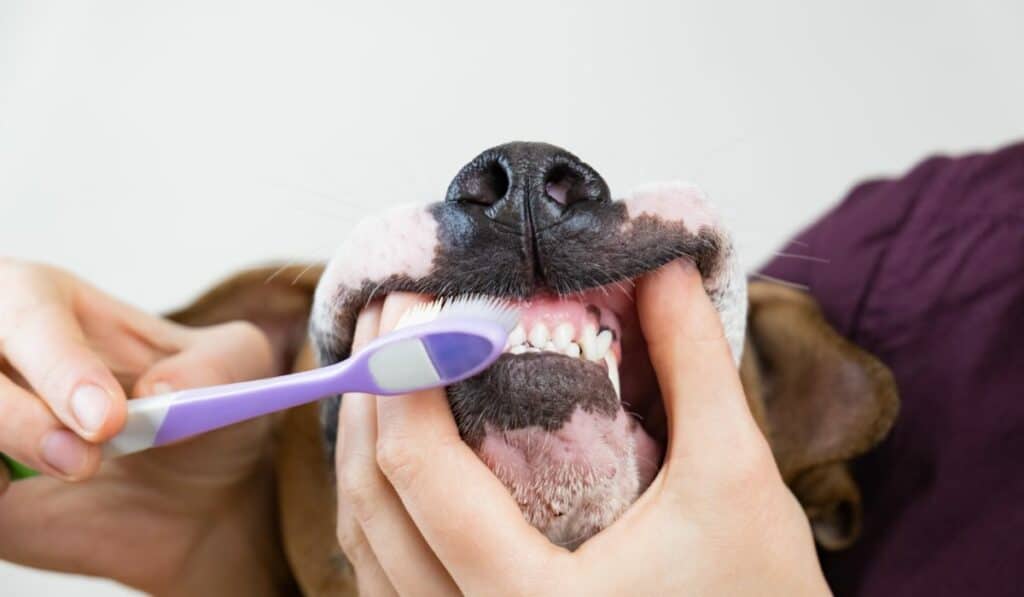 Brushing The Dog's Teeth