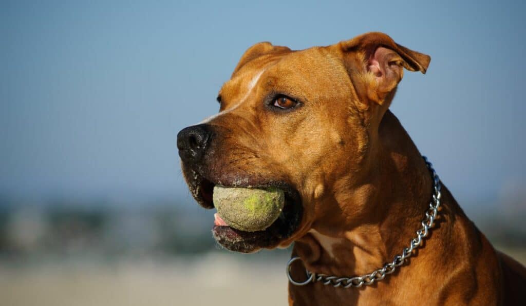 Pitbull with tennis ball