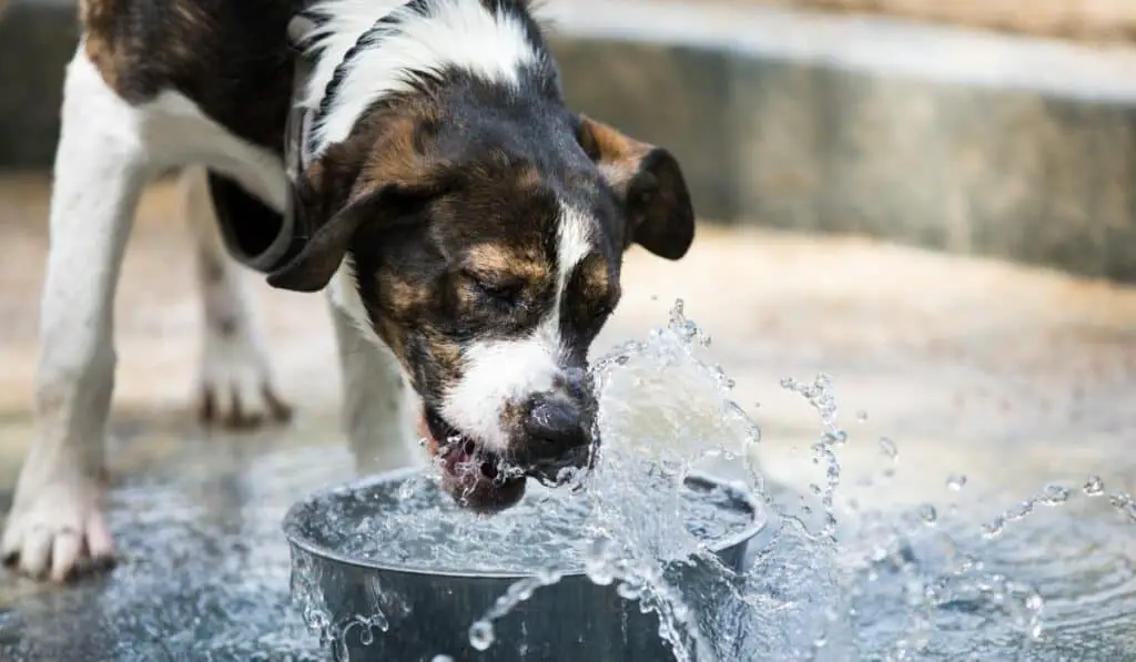 Dog drinking water at the park