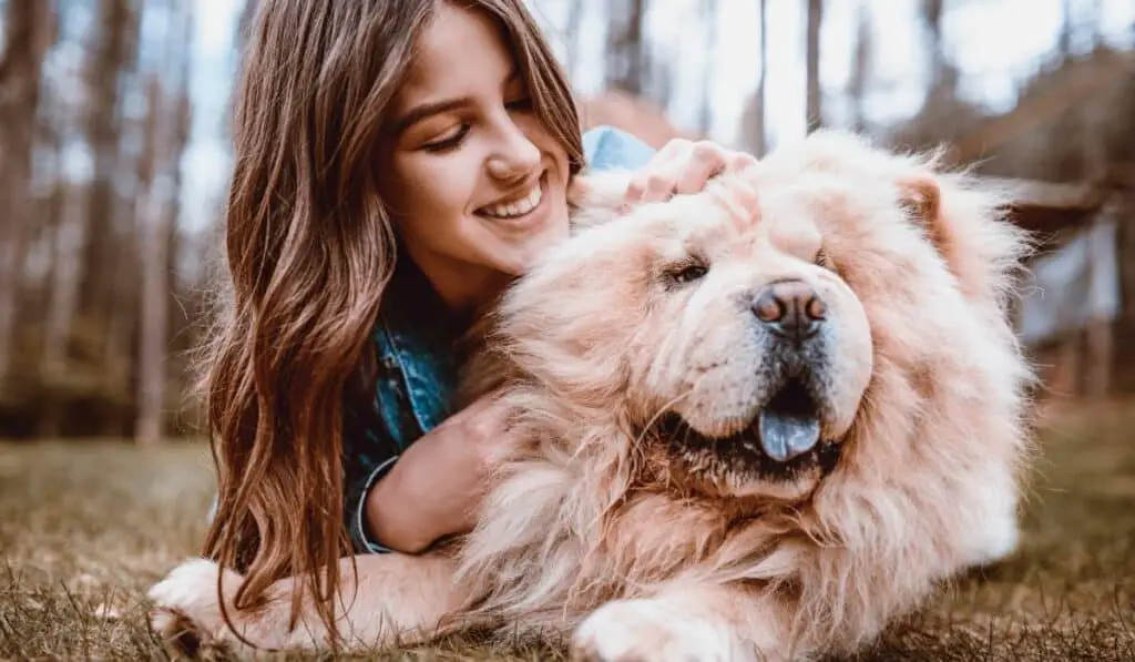 10 Dog Breeds That Look Like Bears - The Chow Chow