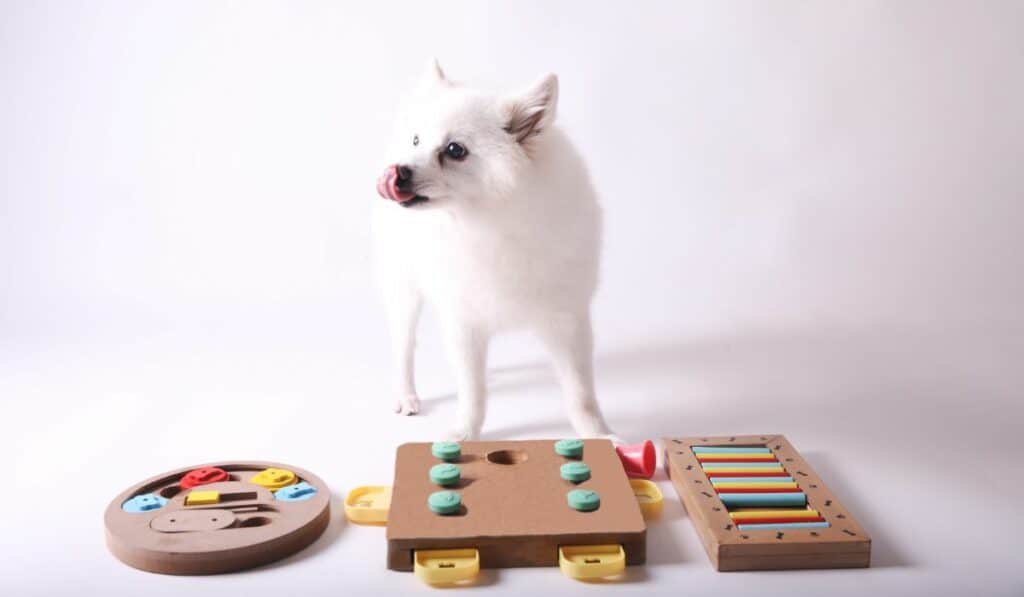 Dog playing interactive toys