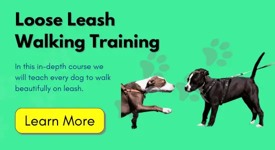 Loose Leash Walking Training