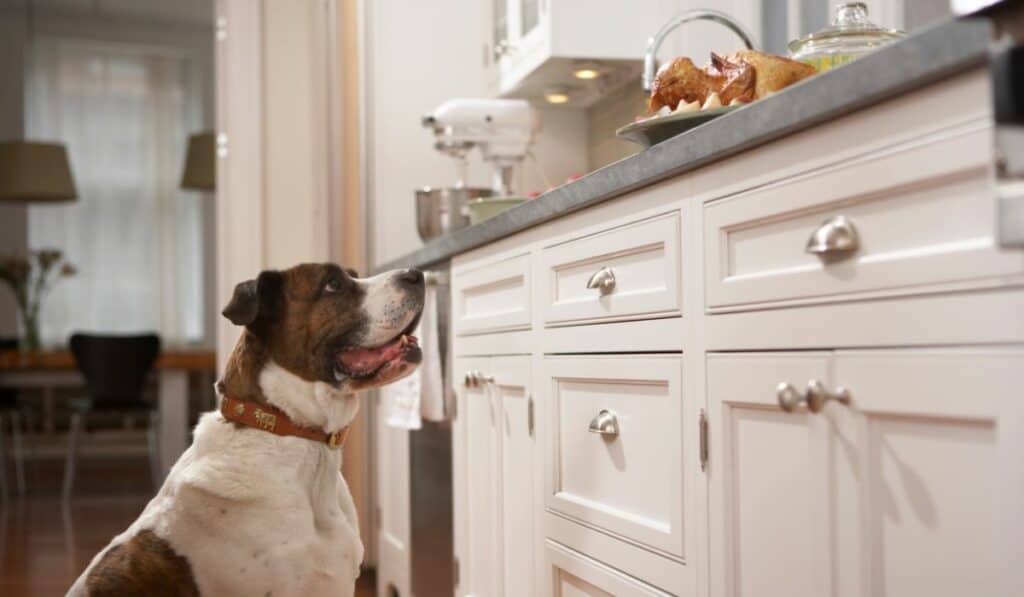 Dog-Proofing Your Home: Easy Tips for a Pooch-Friendly Space
