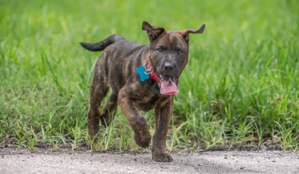 Choosing the Right Bed for Your Pitbull