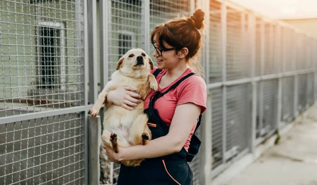 Volunteering with Dogs: Pawsitive Impact on Canine Lives