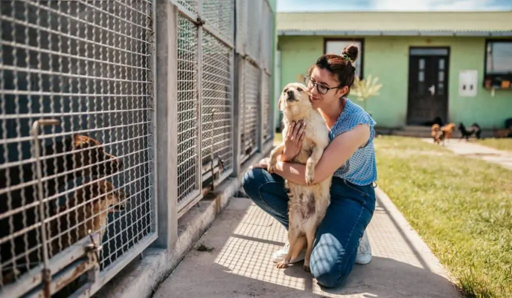 Volunteer At The Dog Shelter