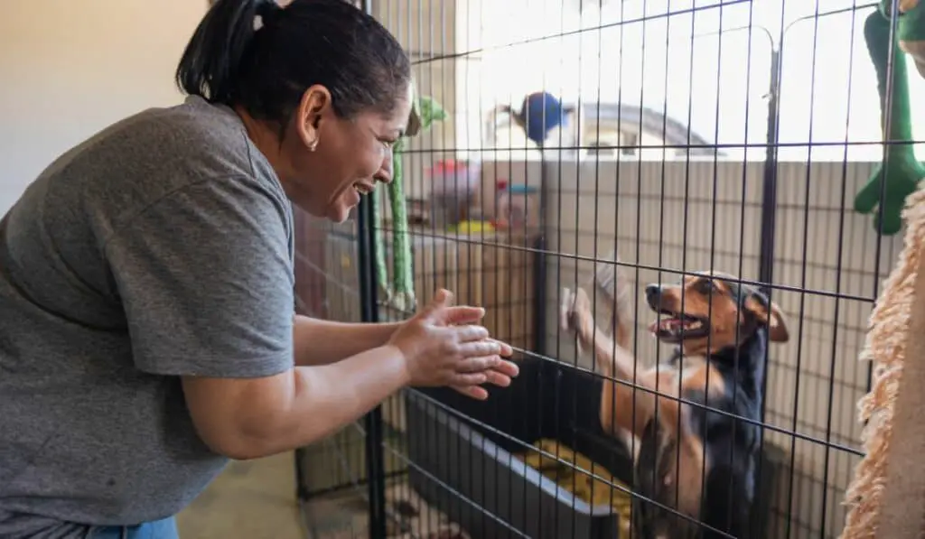 Volunteer Playing With Dog