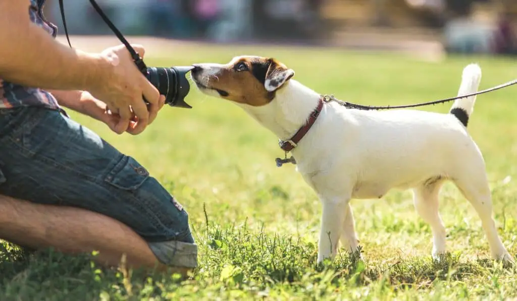 Unleash Your Talent: Essential Dog Photography Tips