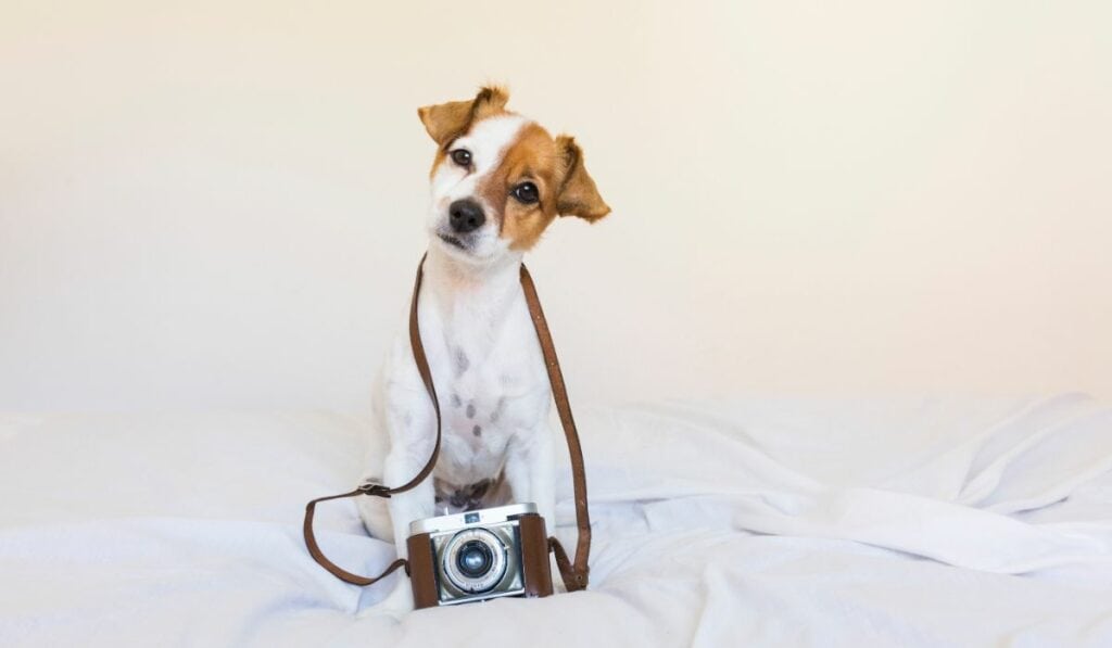 Unleash Your Talent: Essential Dog Photography Tips