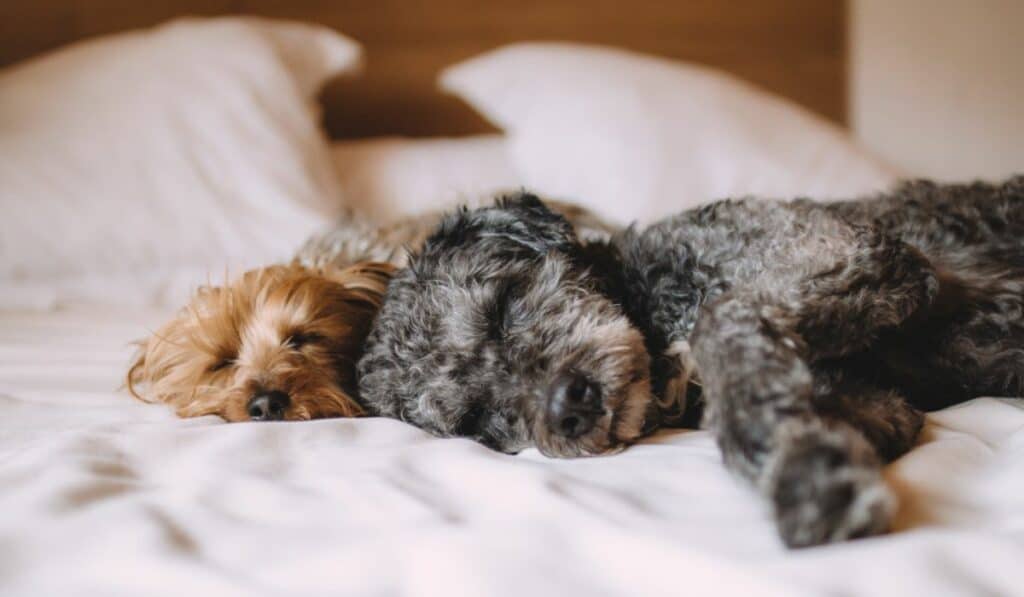 Dogs Sleeping In Bed