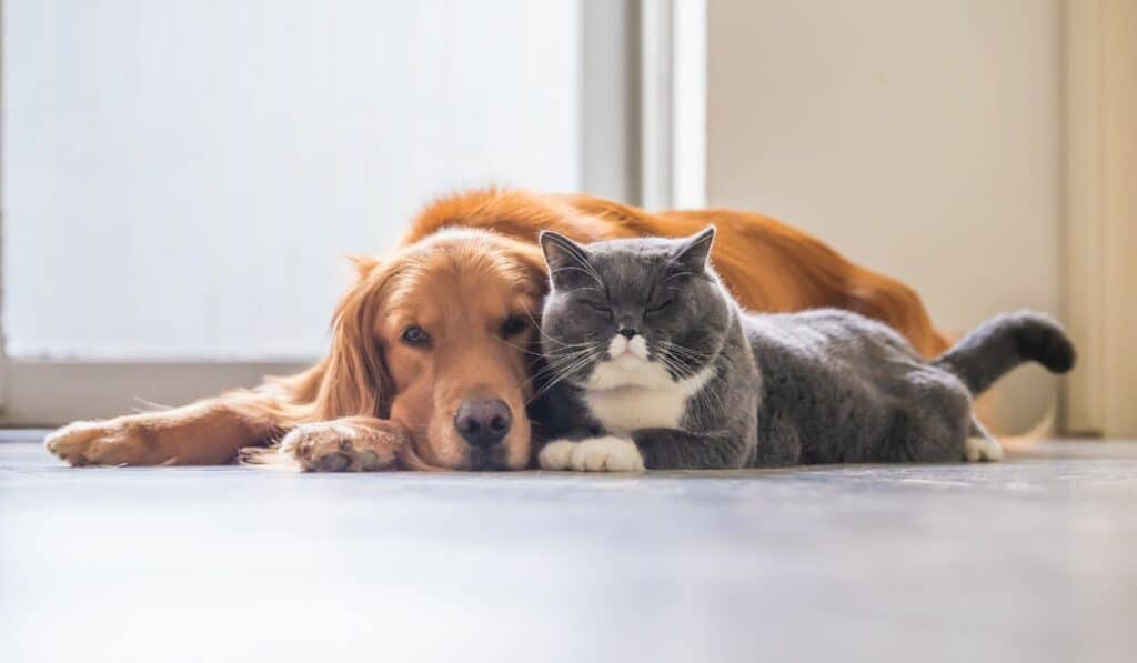 Golden Retriever and British Shorthair