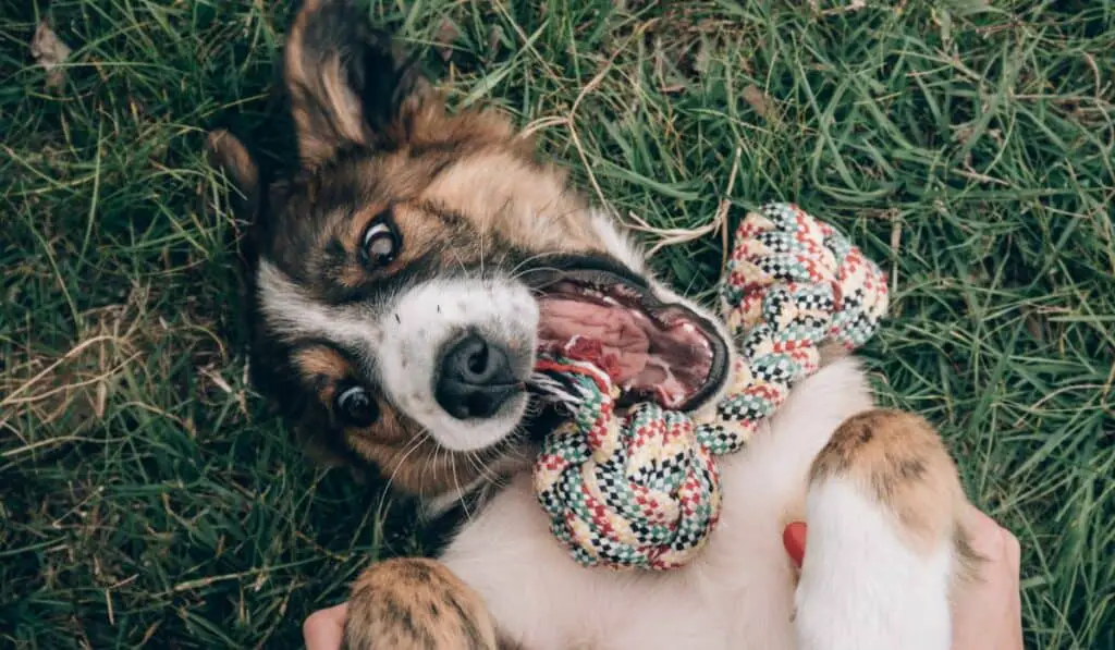 Young Dog Playing